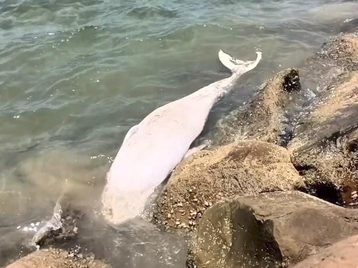 JOHOR BAHRU, May 21 -- The Johor Fisheries Department has confirmed the discovery of bone fragments believed to belong to a whale species in the area around Desaru Beach, Kota Tinggi, recently. The department said that the specimen was found by a Singaporean tourist on May 3, who then initially sent an email notification to the Department of Wildlife and National Parks (Perhilitan). "We received information regarding the discovery on May 12. Following that, immediate action was taken by deploying four personnel from the Tanjung Sedili Fisheries Conservation and Protection Base (PKOPP) to the location to meet with the complainant and retrieve the specimen," the department said in a statement. The bone specimen has now been sent to the Fisheries Research Institute (FRI) in Rantau Abang, Terengganu, for species identification and further analysis. The case involves legal provisions under the Fisheries (Control of Endangered Species of Fish) Regulations 1999, Section 27 of the Fisheries Act 1985. -- BERNAMA