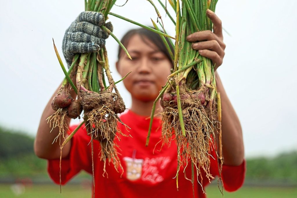 KUALA PILAH, May 24 -- What began as a small experimental project with just 500 polybags has now grown into a serious venture for young farmer Muhammad Nazirullah Mohamad Nazlan, who is betting on locally grown red onions as Malaysia looks to reduce its reliance on imports. The 32-year-old agropreneur from Negeri Sembilan had spent the past few years focusing on chilli cultivation, but a collaboration offer from the Malaysian Agricultural Research and Development Institute (MARDI) last October opened the door to something entirely new. Through the project, MARDI supplied him with seeds for the BAW-2 rose onion variety while also providing technical support, monitoring and guidance throughout the planting process. “At first, I only tried 500 polybags as a pilot project. The first harvest came in March, and each polybag produced between 500 and 700 grammes of onions,” he told Bernama when met at his farm in Ulu Pilah here recently. The encouraging outcome quickly convinced him that onion farming could go beyond a small-scale trial. Eager to learn more, Muhammad Nazirullah visited onion farms in Bachok, Kelantan and Gopeng, Perak to better understand commercial cultivation techniques before deciding to expand the project further. Today, he manages around 51,000 polybags of red onions across three separate plots covering eight acres, a scale-up he described as both challenging and rewarding. Red onions, he said, can be harvested within 75 days and planted up to four times a year, making the crop commercially attractive for local growers. He is also preparing another 55-acre onion farm in Tanjung Ipoh, which is expected to begin operations in July. Despite having a background in business studies, agriculture has long been close to his heart, with nearly a decade of experience in the field helping him navigate the demands of modern farming. For Muhammad Nazirullah, the venture is about more than just business. He sees local onion cultivation as part of a bigger effort to strengthen the country’s food security at a time when Malaysia still relies heavily on imported onions. “The government wants to reduce dependence on imported onions by at least 30 per cent by 2030. Right now, we are still building the ecosystem, especially in terms of seed supply before production can be expanded further,” he said. Drawing on nearly a decade of experience in agriculture, he described onion farming as relatively easier to manage compared to other crops as it requires less water and is well-suited for controlled environments such as rain shelter structures. His farm uses fertigation and Internet of Things (IoT) technology, allowing watering and fertilisation to be carried out automatically every hour, a system that helps maintain crop health while reducing disease risks and labour costs. Working alongside a manager and six workers, Muhammad Nazirullah said his first three-tonne harvest was sold to MARDI at RM7 per kilogramme under a five-year collaboration agreement that also includes reseeding activities. Still, expanding the project has required significant investment. Nearly RM400,000 was spent on infrastructure such as rain shelter systems and fertigation facilities, which he believes are necessary to minimise losses during unpredictable weather conditions, especially the monsoon season. Looking ahead, he hopes to expand into downstream products such as fried onions and eventually explore export opportunities once production stabilises, with a long-term target of producing between 15 and 20 tonnes per acre each season. -- BERNAMA