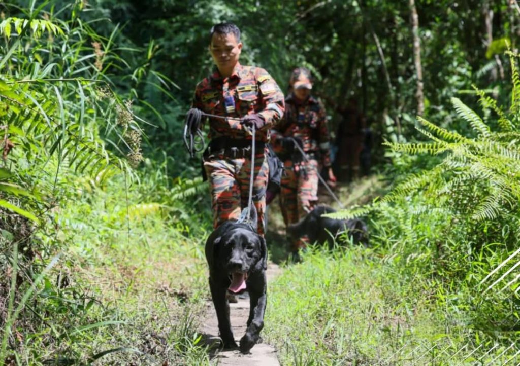 HULU SELANGOR, May 25 -- The search and rescue (SAR) operation for a 19-year-old girl believed to have gone missing during a hiking activity at Bukit Changkat Asa here entered its third day today, with the search radius expanded to 0.5 square kilometres. Kuala Kubu Bharu fire station chief Azliza Ahmad told Bernama at the scene that as of noon today, the operations were focused on the eastern area of the Incident Command Post (PKTK) using the sweeping technique. She said a total of 90 personnel, comprising members of various security agencies and volunteers, were involved in the operation, which was also assisted by three K9 units - two from JBPM and one from the Royal Malaysia Police. “Today’s operation also involves the use of drone units from the Selangor Government Disaster Management Unit,” she said. Azliza added that agencies involved in the operation included the Malaysia Defence Force (APM), the Forestry Department, the Department of Wildlife and National Parks Peninsular Malaysia (Perhilitan), and the Forestry Mountain Guide Association. According to her, the Bukit Changkat Asa hiking trail involves an 800-metre route to the summit, which stands at a height of 267 metres, with hikers using the same trail for the descent. “So far, no new leads have been found, and the SAR team is relying solely on information obtained from the victim’s family in the search efforts,” she said. The media previously reported that Nur Izzati Humaira Azizul, was believed to have gone missing while descending the hill with her family after deciding to walk ahead alone because she felt hot and tired at about 10.50 am last Saturday. The victim was last seen wearing a long brown headscarf, a dark green long-sleeved shirt, black trousers, and blue shoes. Meanwhile, local resident Khalidah Khalil said hiking activities at the hill are often popular among the public, especially on weekends, including among students from Universiti Pendidikan Sultan Idris (UPSI) and families, adding that such an incident had never occurred before. Khalidah, who has climbed the hill nine times, described the trail as relatively easy, while Bernama’s observation found that the track at the location was clearly visible, free from thick undergrowth, and surrounded by trees that were not overly tall. The victim’s family members were also present at the PKTK to follow developments in the search operation, but declined to be interviewed by the media. -- BERNAMA