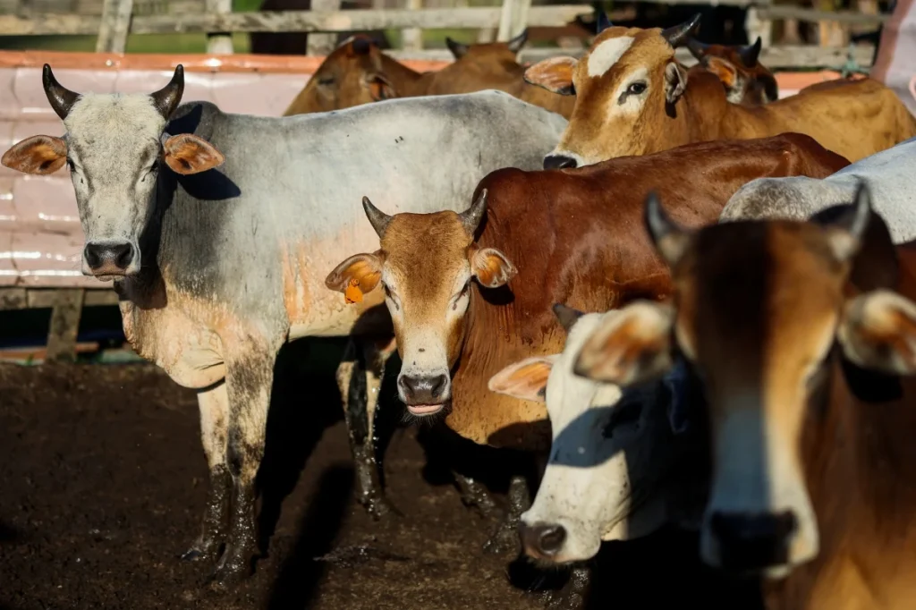 PUTRAJAYA: The Ministry of Agriculture and Food Security (KPKM) has announced that the livestock supply for this year's Aidiladha celebration is sufficient to meet current needs throughout the country. The Ministry of Agriculture and Rural Affairs in a statement today informed that based on statistics from the Department of Veterinary Services (DVS) until last April, the local supply of cattle and buffaloes was 35,127 heads while the imported supply was 16,845 heads. "This brings the total supply of cows and buffaloes for sacrificial purposes to 51,972, exceeding the estimated needs of institutions such as mosques, suraus and slaughterhouses, which are expected to be 40,420," the statement said. For the supply of goats and sheep, the Ministry of Agriculture and Rural Affairs announced that local stocks were recorded at 25,815 heads while imported supplies were 4,232 heads, bringing the total to 30,047 heads compared to the current demand forecast of 22,424 heads. Through the data projection, the Ministry of Agriculture and Rural Development guarantees that the total livestock supply in the country is sufficient to meet the demand for slaughter for sacrificial purposes this year. In terms of infrastructure readiness, the Ministry of Agriculture and Rural Affairs announced that 27 DVS-owned slaughterhouses throughout Peninsular Malaysia are ready to operate for the purpose of slaughtering sacrificial livestock. "In addition, DVS also issued licenses to 43 private slaughterhouses throughout Peninsular Malaysia until March 16 to offer legal slaughtering services to the community," the statement said. KPKM informs that organisers who wish to carry out animal slaughter activities outside slaughterhouses such as in mosques, suraus, schools, residential areas and public places are required to submit an application for an outside slaughter permit along with relevant documents to obtain approval. The ministry also recommends that the public always refer to the Guidelines for the Slaughter of Sacrificial Animals issued by DVS as a basic reference to ensure that the entire process of implementing the sacrificial ritual goes smoothly and complies with the set standards. -- BERNAMA