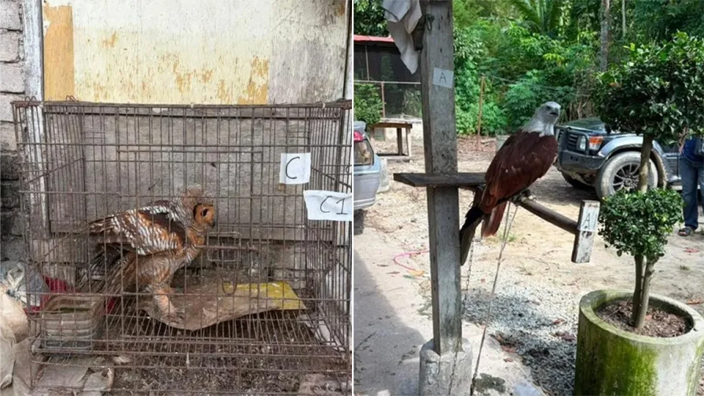 KOTA BHARU: A red eagle worth RM20,000 was among the wildlife seized in a raid carried out by the Southeast Brigade General Operations Force (PGA) together with the Wildlife Protection and National Parks Department (Perhilitan) in Kampung Bunohan, Tumpat, on Sunday. PGA Southeast Brigade Commander, SAC Ahmad Radzi Hussain said that in the raid at 3.15 pm, his party also arrested an 18-year-old man and seized several protected wildlife and cages with a total value of RM48,500. He said that an inspection of the house found a red eagle, four ruak-ruak birds, a short-eared owl, two pandanus civets and five cages. "The investigation found that the suspect failed to produce any valid license or permit to keep the protected wildlife before being detained for further action," he said in a statement. According to him, the suspect along with all the confiscated items have been handed over to Kelantan Perhilitan for further investigation under Section 60 of the Wildlife Conservation Act 2010 (Act 716). He said initial investigations found that the suspect claimed the wildlife belonged to his father who is currently in Gua Musang, while he was only responsible for looking after the animals. -- BERNAMA