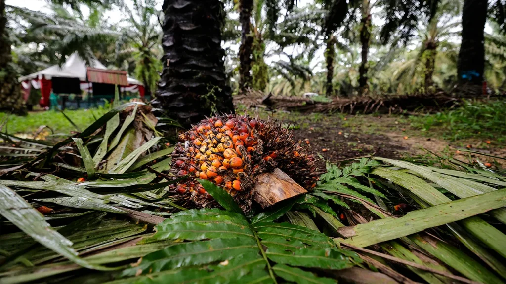 KUALA LUMPUR, JUNE 27 -- The country's palm oil industry has the potential to generate new economic value by utilising approximately 80 percent of the remaining palm oil biomass which was previously considered waste. Chairman of the Organizing Committee of the Sixth International Palm Oil Biomass Conference 2026, Professor Datuk Ahmad Ibrahim, said that the palm oil industry has so far focused more on oil production which only accounts for about 20 percent of the total palm oil biomass. "The remaining 80 percent is often considered waste that causes problems for the environment, such as dumping empty bunches." "However, recent research shows that this waste has great potential to be converted into high-value products," he said on Bernama Radio's Fokus 30 programme titled "New Opportunities in the Palm Oil Industry Through Biomass and Green Economy" here yesterday. He said palm oil biomass not only involves empty bunches in the factory, but also includes fronds cut in the plantation and palm tree trunks when the replanting process is carried out after a 25-year maturity period. Ahmad said current innovations allow palm trunks to be converted into timber for the construction sector, in addition to the production of paper, biochemicals as a substitute for petrochemicals and graphite material from palm waste for use in electric vehicle batteries. To drive the commercialization of biomass-based products more aggressively, Ahmad suggested that the government strengthen the public procurement agenda by becoming the main buyer of the product, especially in the country's housing sector. Meanwhile, he said the transition from a linear economy (build-use-dispose) to a circular economy through palm biomass was important to address the issue of global raw material depletion as well as support Malaysia's target of achieving net zero emissions by 2050. “Through the circular economy, products are designed to be more durable, recyclable and reduce waste. "This move will not only provide additional returns to the industry but also direct economic spillover to smallholders through the involvement of the global carbon credit market which is currently reaching up to US$70 (RM287) per tonne in Japan," he said. To detail the direction, challenges and efforts to create a more transparent biomass market ecosystem, the Sixth International Palm Oil Biomass Conference 2026 will be held at Cyberview Resort & SPA, Cyberjaya on 14 and 15 July. The conference, themed "Empowering the Circular Economy and Sustainability", is open to the public, small and medium enterprise entrepreneurs, researchers and local and international investors to build a network of strategic collaborations. -- BERNAMA