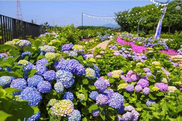 ULSAN, South Korea, June 4, 2026 /PRNewswire/ -- Ulsan's Namgu, known as an eco-cultural district and a symbol of Korea's whale heritage, will host the 5th Jangsaengpo Hydrangea Festival from June 19 to 28 at the Jangsaengpo Whale Culture Village. The festival has established itself as Ulsan's premier early summer floral event. This year, the village will come alive with over 37,000 hydrangea plants across 40 varieties, including new additions like Orion Blue, Red Baron, and Marshall. Approximately 900,000 blossoms will cascade across the venue in vibrant waves of color. By night, illuminated gardens will create a beautifully romantic ambiance. A major highlight this year is the official launch of the "Whale Kart," a motorized, circular track spanning 1.05 kilometers throughout the village. Reaching speeds up to 40 km/h, the karts take riders on a dynamic tour past the Whale Sculpture Park and Lavender Garden, offering an immersive view of Jangsaengpo's scenery. Designed with motifs of Namgu's official character, "Jangsaengi," the attraction provides a thrilling new way to experience the area's maritime charm. Throughout the festival, the special stage at Whale Culture Square will host a continuous lineup of entertainment, starting with the opening ceremony. Visitors can enjoy diverse programs, including the "Hydrangea Music Box" hosted by a popular radio DJ, retro acoustic folk concerts, street performances, and family-friendly magic shows. Every Saturday night, a spectacular fireworks show will light up the sky over Jangsaengpo. To accommodate early visitors, the Ulsan Namgu Office will run a promotion booth near the Whale Culture Village office starting June 6. A vibrant atmosphere will be maintained throughout the grounds with flea markets, food trucks, and interactive experience booths, ensuring abundant entertainment for families, couples, and tourists. Admission to the festival is completely free, allowing anyone to appreciate the spectacular floral displays. However, visitors holding a paid ticket for the Whale Kart will be eligible for exclusive discounts on newly released tourist souvenirs. "This year's festival is a special event where visitors can experience our beautifully cultivated hydrangeas alongside the new Whale Kart," said an official from the Ulsan Namgu Office. "We hope families, couples, and friends create unforgettable memories while enjoying a perfect blend of flowers, culture, and relaxation." Source : Nam-gu Office, Ulsan Metropolitan City