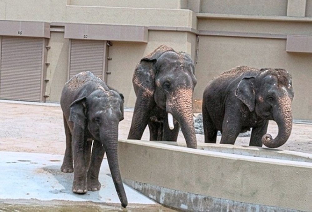 PUTRAJAYA, June 22 -- The Malaysian Anti-Corruption Commission (MACC) has confirmed it has opened an investigation into the transfer of three elephants - Dara, Amoi and Kelat (DAK) - from the Taiping Zoo to Tennoji Zoo in Osaka, Japan. In a statement today, the MACC said the probe follows allegations of irregularities and misconduct in the transfer process. The investigation is focusing on the Ministry of Natural Resources and Environmental Sustainability (NRES), the Department of Wildlife and National Parks (Perhilitan), and agents involved in the relocation of the elephants. According to the commission, investigators are examining claims that payments related to the transfer were not channelled to the government, as well as whether elements of corruption, abuse of power or misappropriation were involved. “The investigation is still at an early stage and is being conducted comprehensively,” the statement said. On June 18, a wildlife advocacy group, Hidup, called on the MACC to investigate the transfer. The group alleged that payments linked to the transaction had not been remitted to the government and implicated several individuals in dealings estimated to be worth RM53 million. The MACC urged the public to refrain from speculation or drawing conclusions that could interfere with the ongoing investigation. -- BERNAMA  