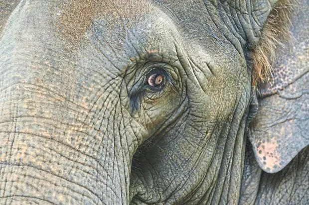 PUTRAJAYA, June 23 -- The Ministry of Natural Resources and Environmental Sustainability (NRES) will provide full cooperation to the Malaysian Anti-Corruption Commission (MACC) regarding the investigation into the transfer of three Asian elephants, known as Dara, Amoi, and Kelat (DAK), from Taiping Zoo to Tennoji Zoo in Osaka, Japan. Minister of Natural Resources and Environmental Sustainability Datuk Seri Arthur Joseph Kurup said the ministry has taken note of the ongoing investigation and reaffirmed its commitment to the principles of transparency, accountability, and the rule of law in every aspect of the country's wildlife management. “NRES is prepared to provide full and comprehensive cooperation to the authorities throughout the course of this investigation to ensure that the investigative process is completed thoroughly and transparently,” he said in a statement today. Arthur said the ministry would not compromise or shield any party if any misconduct, irregularities, or breaches of procedure in relation to the transfer are proven. He added that this stance is important to safeguard the integrity of institutions and the country's reputation at the international level. Yesterday, the MACC confirmed that it had opened an investigation into the transfer of DAK following allegations of leakages and irregularities in the process. On June 18, wildlife rights group Hak Asasi Hidupan Liar Malaysia (Hidup) called on the MACC to investigate the transfer of the three elephants. The organisation also alleged that certain payments related to the transfer were not channelled to the government and linked several individuals to transactions estimated to be worth RM53 million. -- BERNAMA