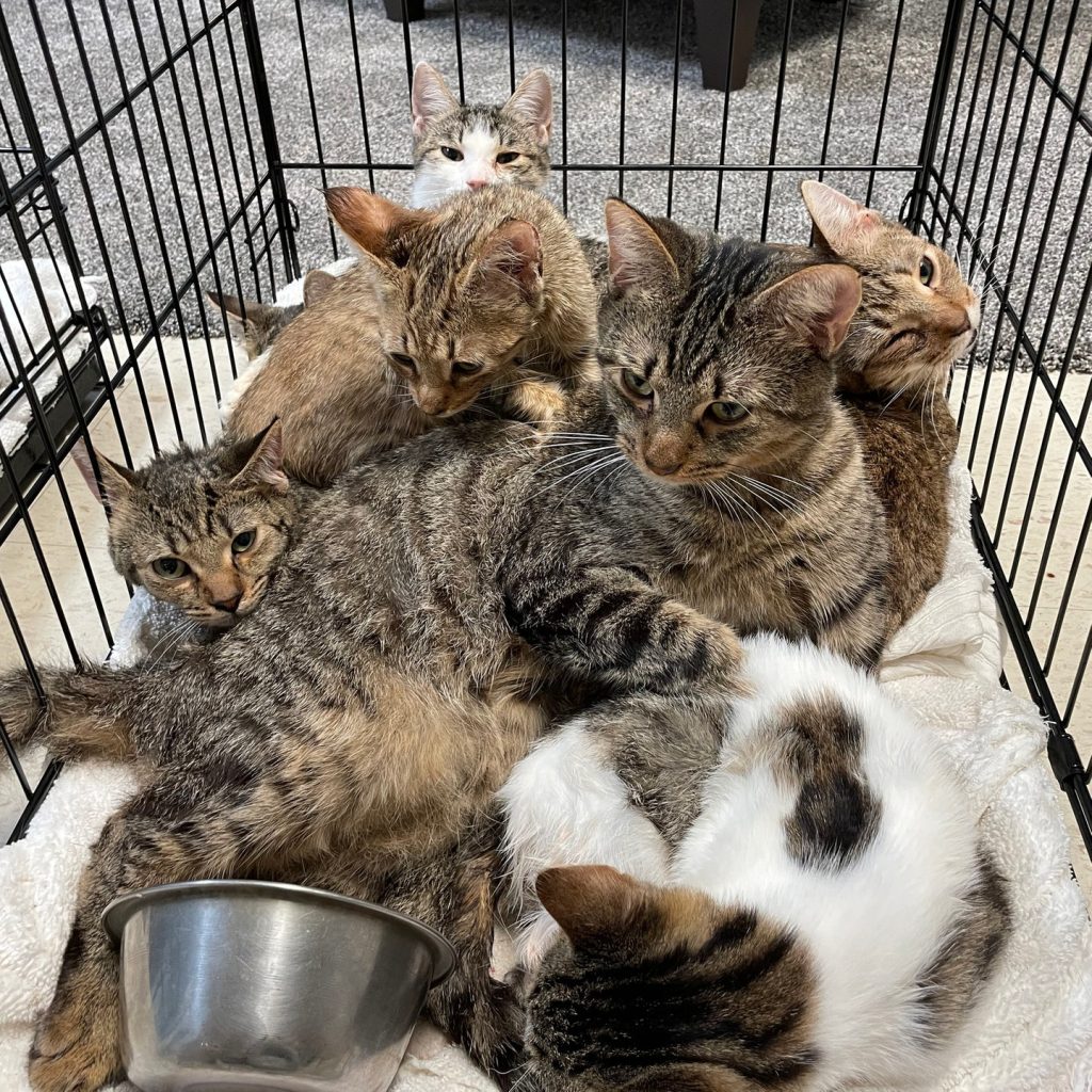 PETALING JAYA, June 26 -- A part-time surveyor pleaded not guilty at the Sessions Court here today to charges of abandoning 36 cats, causing them to starve, and leading to the deaths of 41 cats in March. Lee Reo Jin, 49, entered the plea after both charges were read out before Judge Noor Ruzilawati Mohd Nor. For abandoning 36 live cats in conditions likely to cause them pain due to starvation at an apartment unit in Subang Jaya, the charge was framed under Subsection 29(1)(p) of the Animal Welfare Act 2015 (Act 772), punishable under Subsection 29(1) of the same Act, which provides for a fine of not less than RM20,000 and not more than RM100,000, or imprisonment of up to three years, or both, upon conviction. For the second charge, Lee, as the owner of the cats, was accused of causing the death of 41 cats at the same place and time. The charge was brought under Subsection 29(1)(r) of the Animal Welfare Act 2015 (Act 772), which carries similar penalties. Prosecuting officer from the Selangor Veterinary Services Department, Mohd Sharif Sabran, offered bail at RM20,000 for both charges with one surety, along with an additional condition that the accused’s passport be surrendered to the court. However, Lee, who was unrepresented, appealed for a lower bail on the grounds that she had no fixed income. The court allowed bail at RM10,000 for both charges with one surety, and the additional condition requested by the prosecution. Noor Ruzilawati then set Aug 7 for case mention for the appointment of counsel. It was earlier reported that a team from the Selangor Veterinary Services Department conducted a raid on an apartment unit in Subang Jaya on March 13 following complaints of a foul odour emanating from the unit. The raid uncovered 41 cat carcasses wrapped and stored in a freezer, with some found scattered in the living room and cages. In addition, 36 cats were found alive in cages, in an emaciated and weakened condition. -- BERNAMA