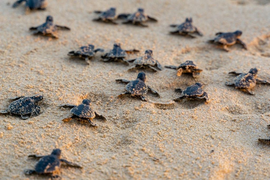 KUALA NERUS, June 9 --A total of 757,869 baby turtles were successfully hatched and released into the sea in Terengganu last year, underscoring the effectiveness of ongoing marine conservation efforts to protect endangered turtle species and preserve the country's marine biodiversity. Fisheries Director-General Datuk Adnan Hussain said the achievement was recorded under the Terengganu Turtle Management and Conservation Programme, which also documented 13,180 Green Sea Turtle nests and the successful collection and incubation of 1.07 million turtle eggs in 2025. He said the programme recorded an encouraging hatching success rate of 71.07 per cent, reflecting the effectiveness of conservation and incubation initiatives undertaken by the authorities. “Every hatchling that successfully returns to the sea represents renewed hope for the survival of this species and serves as an important indicator of the health of the marine ecosystem that we collectively inherit and strive to preserve,” he said. Adnan was speaking to reporters after the release of 570 baby turtles at the Pulau Redang Marine Park in conjunction with World Oceans Day 2026, themed “Protect the Sea, Sustain Fisheries”. He said Terengganu continues to be the country's primary nesting ground for green turtles, with key nesting sites located at Chagar Hutang Beach and Pasir Panjang Beach on Pulau Redang, Rantau Abang Beach in Dungun, as well as Geliga Beach and Ma’Daerah Beach in Kemaman. In addition to green turtles, the programme also recorded 308 leatherback turtle nests and 23 hawksbill turtle nests (Eretmochelys imbricata) throughout the past year. According to Adnan, conservation efforts have also contributed significantly to the state's ecotourism industry. In 2025, turtle conservation centres in Terengganu attracted 219,095 visitors, including 185,804 visitors to the Turtle Conservation and Information Centre (TCIC) in Rantau Abang. He added that 186 conservation education and awareness programmes were conducted during the year to enhance public understanding of the importance of protecting marine ecosystems and endangered wildlife. “Protecting turtles means protecting marine ecosystems, safeguarding fisheries resources and preserving the nation’s natural heritage for future generations,” he said. Meanwhile, Director-General of the Department of Wildlife and National Parks (PERHILITAN), Datuk Abdul Kadir Abu Hashim, said a total of 32 wildlife specimens, comprising mammals, birds and birds of prey, were released in conjunction with the World Oceans Day celebration. The release involved 22 jungle fowl, four woodcocks, two porcupines and four eagles from three species -- the red-backed sea-eagle (Brahminy kite), Changeable Hawk-Eagle and White-bellied Sea Eagle. Abdul Kadir said the wildlife release programme forms part of the country’s broader biodiversity conservation efforts while also helping to raise public awareness about the importance of protecting natural habitats. He explained that such releases are conducted periodically, particularly when there is a surplus of suitable wildlife that can contribute to species enrichment in selected habitats. Among the locations that have benefited from previous species release programmes is Langkawi Island, where the released wildlife has shown positive adaptation to its natural environment. “The survival of wildlife depends greatly on the availability of food sources, suitable habitats, water resources and breeding opportunities,” he said. He also urged the public to play an active role in protecting wildlife by reporting illegal hunting activities, snare traps or the use of poison to the nearest PERHILITAN office. “Conservation is a shared responsibility, and public cooperation is crucial in ensuring the sustainability of the country’s wildlife and natural ecosystems,” he added. -- BERNAMA