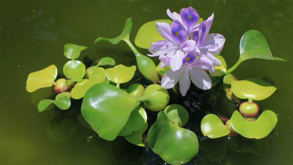 MUKAH, June 19  -- A water hyacinth processing project that converts the invasive aquatic plant into organic fertiliser has created a new source of income for residents, particularly women, in Dalat district, said Sarawak Minister for Women, Childhood and Community Wellbeing Development Datuk Seri Fatimah Abdullah. She said women involved in the project not only work at the processing centre but also earn additional income by collecting water hyacinth from rivers and selling it to the facility as raw material. Fatimah said the project uses Black Soldier Fly (BSF) technology to recycle organic waste, including water hyacinth, into high-quality organic fertiliser and protein-rich animal feed. "This initiative transforms an invasive plant that was once a problem for riverine communities into an economic resource that benefits residents," she said at the launch of the Organic Fertiliser and Animal Feed Centre in Dalat near here today. She said 3,227 kilogrammes (kg) of water hyacinth had been collected this year for organic fertiliser production, with collectors receiving 40 sen per kg. The initiative not only helps clear rivers of the aggressively growing plant but also creates income opportunities for residents involved in its collection and processing, she said. Fatimah said the project had completed its first phase, which involved constructing a processing centre, procuring equipment, establishing initial stock and commencing operations in Kampung Kekan, Dalat. Earlier, she launched the processing centre, which also serves as a Black Soldier Fly breeding farm and was developed through a collaboration between the Sarawak state government and Petronas to support rural development efforts. She said the collected water hyacinth is used to produce biomass for breeding Black Soldier Fly larvae before the remaining plant matter is processed into organic fertiliser. A total of 804 kg of organic fertiliser was produced last year, generating RM2,400 in sales, while 676 kg had been produced so far this year, with sales reaching RM2,119, she said. Meanwhile, Petronas Sarawak general manager Norazibah Md Rabu said the Dalat community project reflected Petronas' commitment to supporting community wellbeing while advancing sustainable solutions to address local challenges. -- BERNAMA