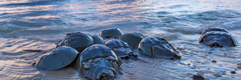 PUTRAJAYA, June 20 (Bernama) -- Malaysia recorded a 14.44 per cent increase in horseshoe crab landings over a three-year period, reflecting the continued resilience of its coastal ecosystems in supporting the survival of this ancient and high-value marine species. The Department of Fisheries Malaysia (DOF) said the total landings of horseshoe crabs increased from 232.80 tonnes in 2023 to 266.42 tonnes in 2025, while their wholesale market value climbed 9.32 per cent to RM2.68 million, compared with RM2.45 million over the same period. Director-General of Fisheries Datuk Adnan Hussain said horseshoe crabs are a treasure trove of the country’s marine biodiversity, with high strategic value not only to coastal ecosystems but also to the fields of bioscience and biomedicine. “The increase in horseshoe crab landings shows that the country’s coastal ecosystems are still capable of supporting the survival of the species. “However, pressure on natural habitats from development, pollution and overexploitation requires more integrated and continuous conservation action,” he said in a statement in conjunction with World Horseshoe Crab Day 2026, here today. The DOF said that although horseshoe crabs account for only around 0.019 per cent of total capture fisheries landings in the country, the species carries premium value and has the potential to generate additional income for coastal fishing communities. Known as a “living fossil”, the horseshoe crab has existed on Earth for more than 400 million years and holds significant value in biomedicine through its blue blood, which contains amebocyte lysate, an essential component used in the safety testing of vaccines and medicines to detect bacterial contamination. According to the DOF, Malaysia plays an important role in the conservation of the species as it is home to three of the world’s four horseshoe crab species, namely Carcinoscorpius rotundicauda, Tachypleus gigas and Tachypleus tridentatus. The department said that despite positive trends in landing data, the horseshoe crab population still faces multiple threats, including habitat destruction from coastal development, plastic waste pollution and uncontrolled egg harvesting activities. In this regard, the DOF said it will continue to strengthen conservation efforts through enforcement, scientific research, juvenile release programmes and the gazetting of breeding areas as protected zones. The department also urged the community to work together to preserve coastal ecosystems and mangrove forests, as efforts to protect horseshoe crabs are not only important for maintaining the balance of marine biodiversity but also reflect the country’s commitment to conserving natural resources for future generations. -- BERNAMA