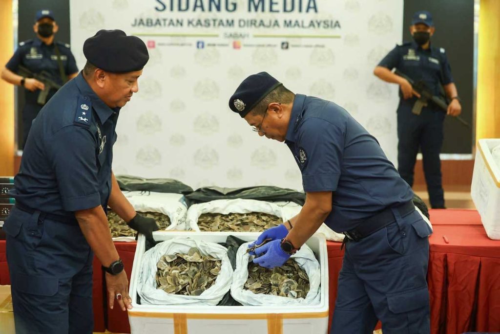 SANDAKAN: The Royal Malaysian Customs Department (JKDM) successfully seized 100 kilograms of pangolin scales estimated to be worth RM1.3 million at the air cargo entry point here on July 6. Sabah JKDM director Ahmad Taufik Sulaiman said in the 2.30pm incident, JKDM found five polystyrene boxes, each filled with black plastic, containing 20 kilograms (kg) of pangolin scales. "Initial investigations found that the pangolin scales were brought from Kota Kinabalu to Sandakan using an express bus service before being sent to air cargo, believed to be an attempt to export without a permit from the Sabah Wildlife Department." "We suspect that the pangolin scales were sent to the Peninsula first, from there they were arranged for export. All the scales were seized and no arrests were made, but we are still conducting further investigations," he told reporters here, today. Ahmad Taufik said the syndicate used the tactic of declaring trade in Customs Form Number 3 by declaring other merchandise for domestic shipment from Sandakan to Kuala Lumpur International Airport. The case is being investigated under Section 10 of the International Trade in Endangered Species Act 2008 (Act 686), and if convicted, the offender can be fined up to RM100,000 for each part of the animal or imprisoned for up to seven years or both. Meanwhile, Ahmad Taufik said last month, the JKDM seized 95,080 contraband cigarettes and a vehicle estimated to be worth RM136,129.56 including tax, and seized 2,645 litres of subsidised diesel oil worth RM13,939.15. Any smuggling complaints can be reported by calling 1800-88-8855 and the identity of the informant will be kept confidential. -- BERNAMA