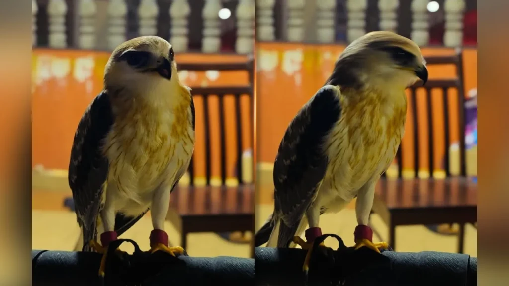 Black-winged Kite worth RM100,000 seized in Kapar