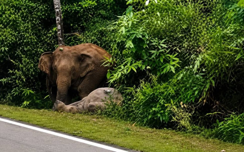 JOHOR BAHRU, July 1 -- The tragedy in Gerik, Perak, that gripped the nation on Mother's Day last year appeared to repeat itself today when a baby elephant was struck and killed by a vehicle, while its mother refused to leave the carcass for seven hours along Jalan Felda Nitar in Mersing early this morning. According to a video that went viral on social media, the female elephant was seen refusing to leave her dead calf after it was struck by a Perodua Bezza in the 2.28 am incident. A spokesman for the Johor Department of Wildlife and National Parks (Perhilitan), who confirmed the incident, said the department received a report at about 8.30 am before dispatching four personnel to the scene to conduct preliminary investigations. He said that upon arriving at the scene, officers found that a female elephant calf, estimated to be five years old, had died after being hit by a vehicle, while an adult elephant believed to be her mother was still at the scene. "Investigations also found that the elephant herd was identified as belonging to the Jamaluang-Mersing ID group. "The elephant calf was identified as a female measuring about 150 centimetres in body length, with no tusks, a front footprint width of 11 inches and a rear footprint width of 14 centimetres," he said. The Fire and Rescue Department said a 31-year-old man was trapped and suffered leg injuries after the car he was driving crashed into the elephant calf and plunged into a five-metre-deep ravine. The Perhilitan spokesman said the Elephant Capture Unit from the Johor Elephant Sanctuary also assisted in driving the mother elephant back into the forest, while the calf's carcass was later buried nearby. He said the department would conduct patrols tonight and tomorrow to ensure the safety of the mother elephant and prevent her from returning to the accident site. Warning signs indicating an elephant crossing had previously been installed in the area, he added. He advised the public to exercise caution when travelling through the area as it is quite dark and serves as an elephant crossing. In the Gerik incident on May 11 last year, a baby elephant became trapped beneath a container lorry after being hit, while an adult elephant believed to be its mother was seen trying to push the lorry in an apparent attempt to save her calf. The incident went viral on social media and drew widespread public attention to the issue of human-elephant conflict. -- BERNAMA