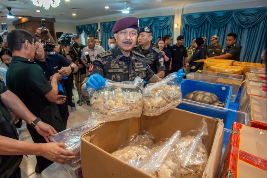 KUCHING, July 6 -- The integrated Operasi Bersepadu Khazanah (OBK) in Sarawak recorded its biggest success with the seizure of assets worth RM81.8 million involving the illegal trade of bird’s nests during a series of operations conducted from June 1 to 16. Bukit Aman Internal Security and Public Order Department (JKDNKA) director Datuk Seri Mohd Yusri Hassan Basri said six individuals were arrested in 10 raids, effectively crippling the illegal processing and commercial trade of bird’s nests in the Kuching area. “All the suspects have been handed over to the Sarawak Forestry Corporation (SFC) for further action as they are suspected of harvesting, collecting, selling and possessing bird’s nests without a valid licence issued by the Controller of Wildlife. “The case is being investigated under Sections 33(1) and 33(2) of the Wildlife Protection Ordinance 1998, while the seizures were made under Section 48(1) of the same ordinance,” he said at a press conference at the General Operations Force (GOF) Sarawak Brigade headquarters here today. Mohd Yusri said that during the same period, OBK operations nationwide resulted in 70 investigation papers being opened and the arrest of 62 individuals, with the total value of seized assets estimated at RM98.4 million. Among the items seized during the operation were 16,367 kilogrammes of bird's nests; 223 birds of various species; eight eagles; two pangolins; 790 turtle eggs; 4,238 tortoises of various species; 218 axolotl salamanders; 116 exotic fish; 959 fighting cocks; 1,673 logs; 7,600 saplings of various species; 14 animal microchips; and nine mammals of various species. “Throughout the operation, the police successfully carried out a series of raids at strategic locations, including storage facilities, residential premises, logistics vehicles and distribution networks believed to have been used by the owners,” he said. -- BERNAMA 