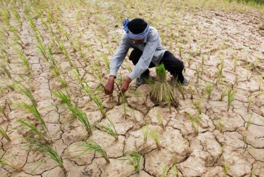 Cambodian farmers working in a rice field amid changing weather conditions